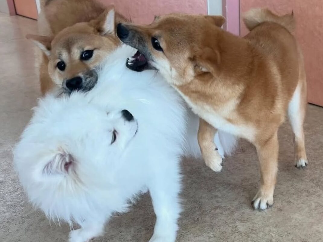 看護師 キャリア